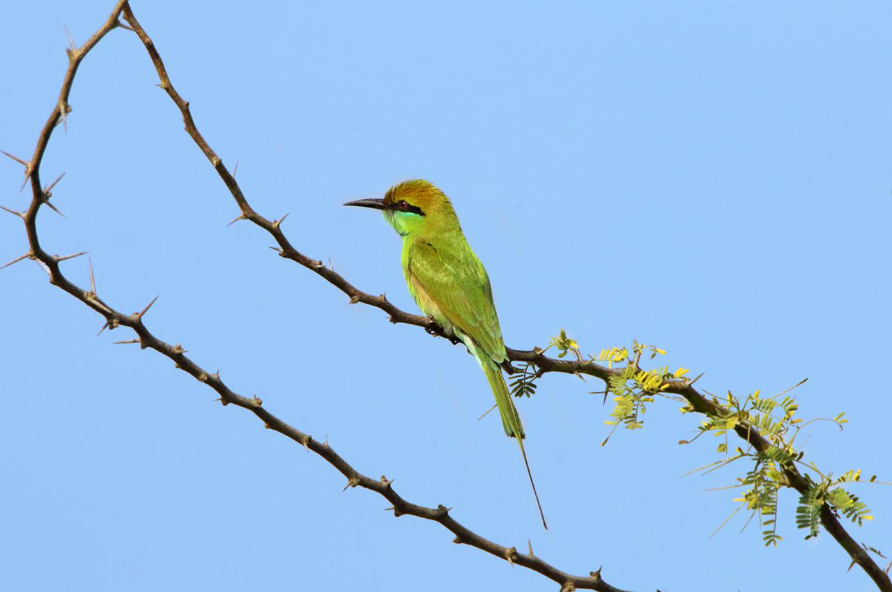 Green Bee-Eater